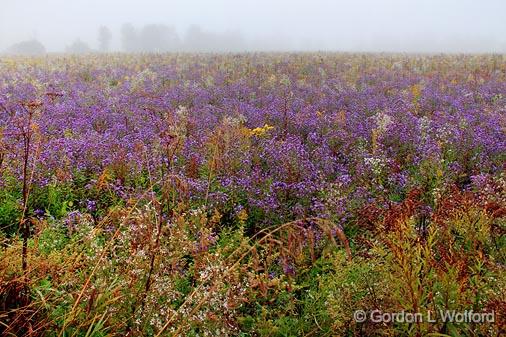 Field Of Wildflowers_08568.jpg - Photographed near Carleton Place, Ontario, Canada.